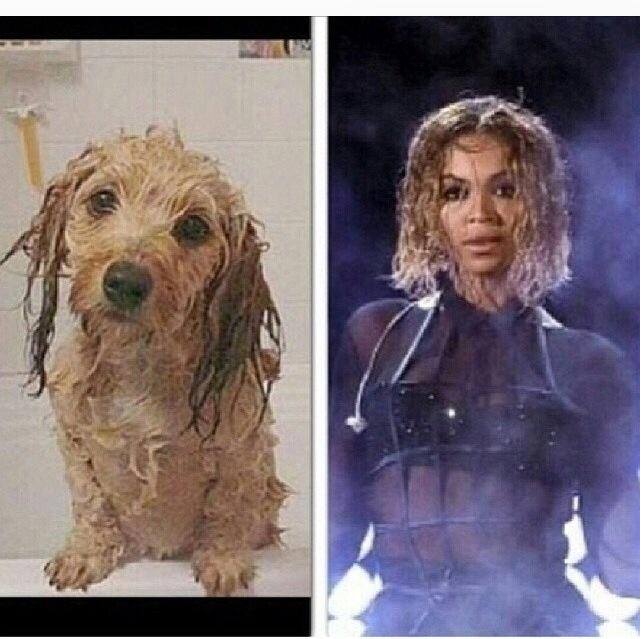 beyonce wet dog meme