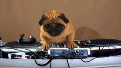 77043-pug-dj-scratching-gif-RPQj